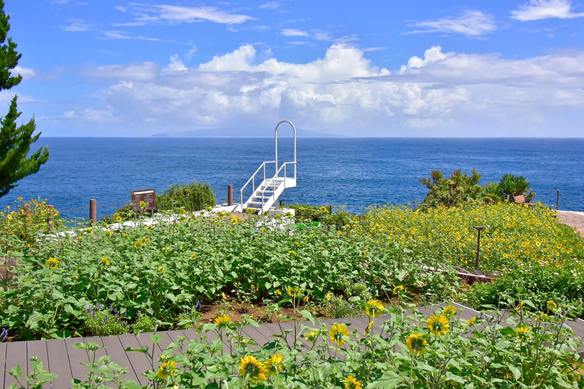 伊豆大島と城ヶ崎海岸を望む花畑